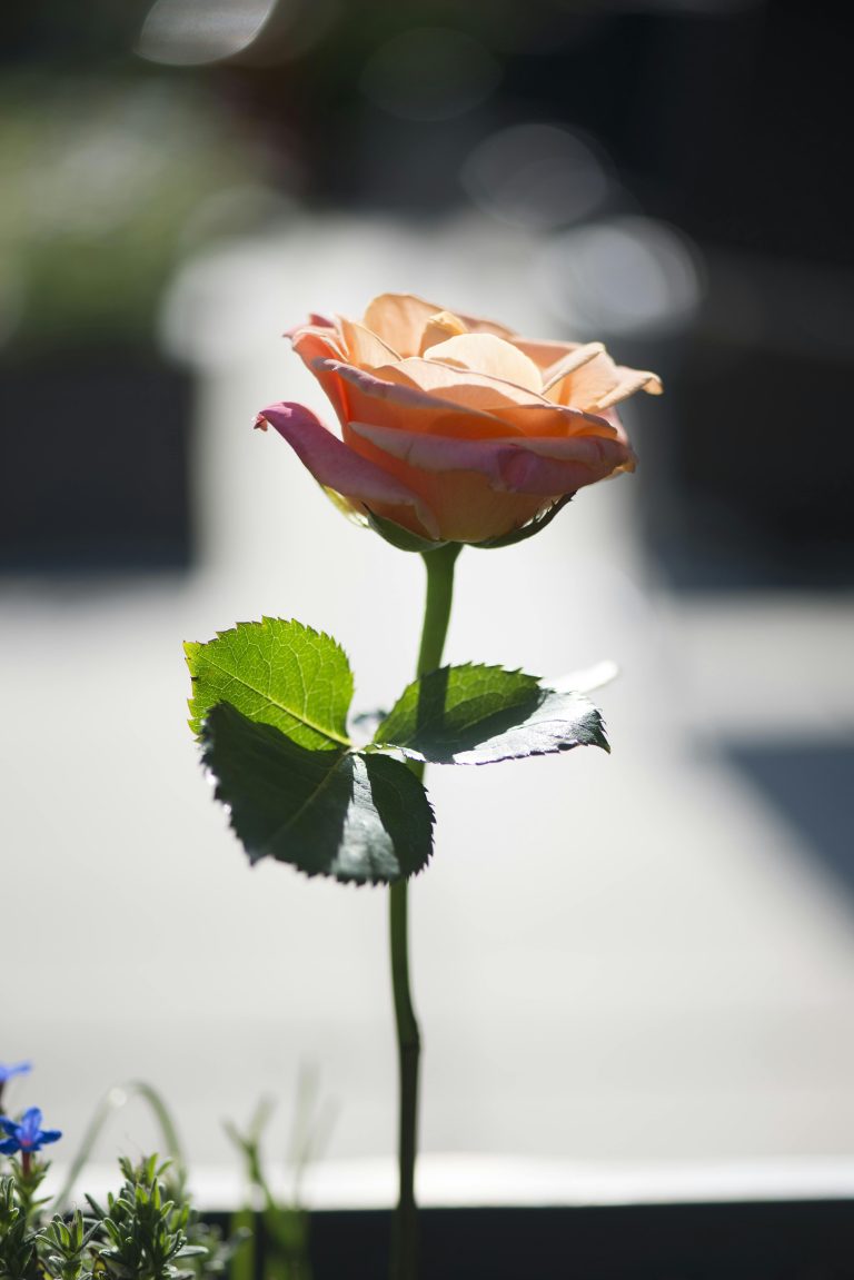 A vibrant orange rose with lush green leaves glowing in sunlight, symbolizing romance and natural beauty.